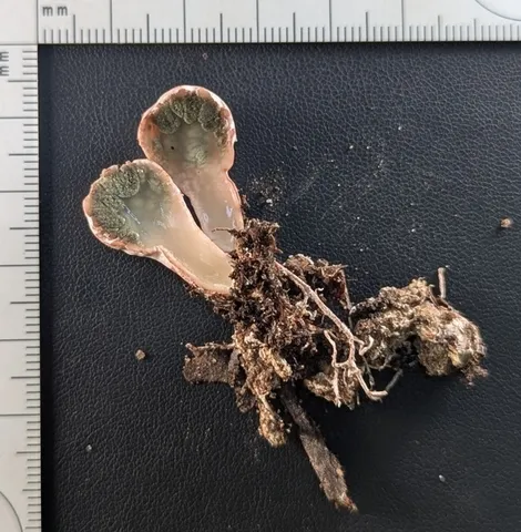 undefined (Phallogaster cf. phillipsii)