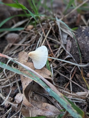 Milky Conecap (Conocybe apala)