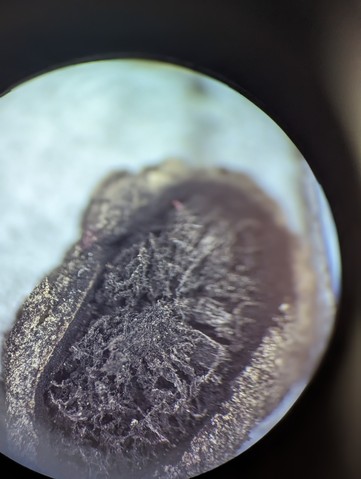 undefined (Elaphomyces sp.)