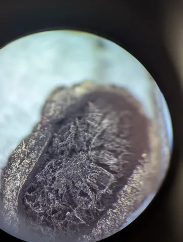 undefined (Elaphomyces spp.)