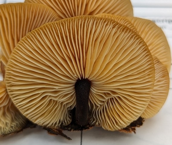 Velvet Foot (Flammulina velutipes)