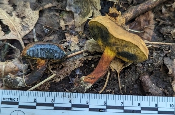 Dirty Bolete (Cyanoboletus cyaneitinctus)