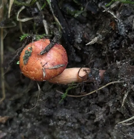 Chroogomphus sp-'NE01'
