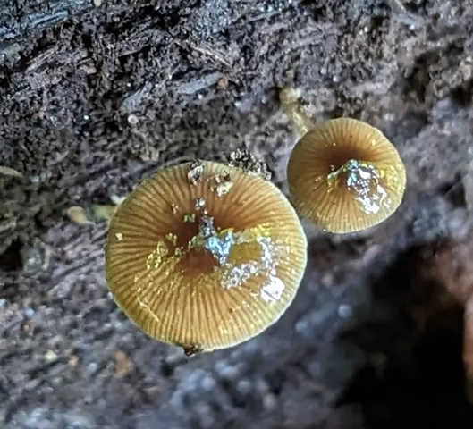 Viscid Bolbitius (Bolbitius viscosus)