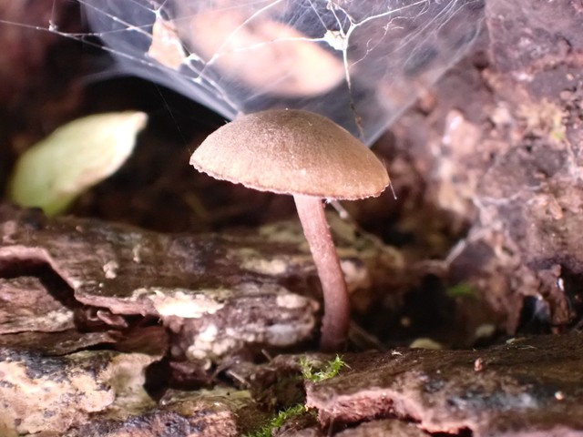 Hesler's Callistosporium (Callistosporium hesleri)