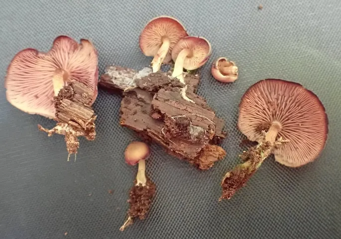 Purple-edged Lute (Callistosporium purpureomarginatum)