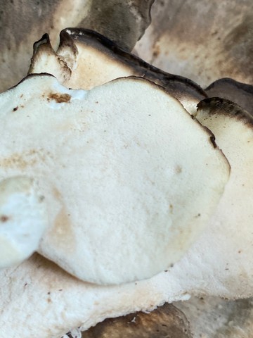 Black-staining Polypore (Meripilus sumstinei)