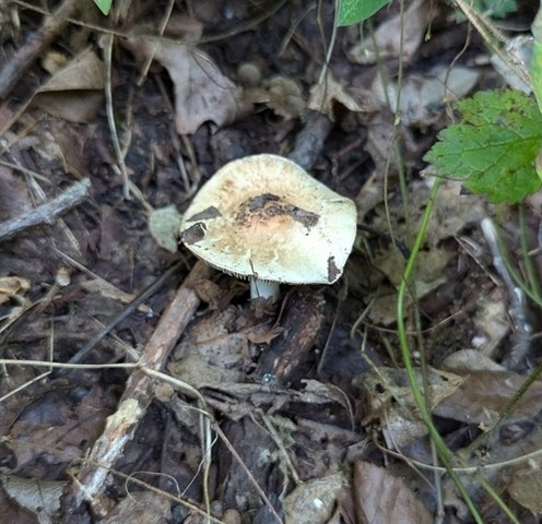 Sweet-Smelling Fibercap (Inocybe dulciolens)