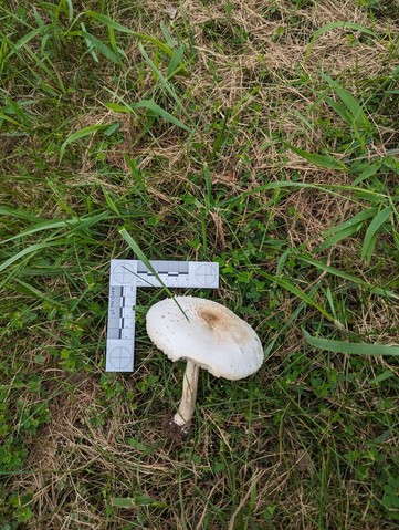 Green-spored Parasol (Chlorophyllum molybdites)