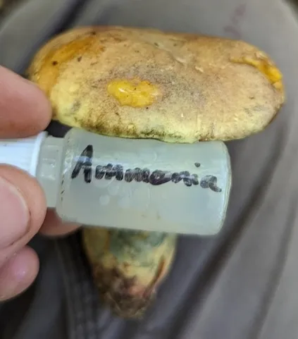 undefined (Lanmaoa pseudosensibilis)