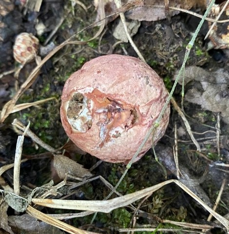 Dune Stinkhorn (Phallus hadriani)