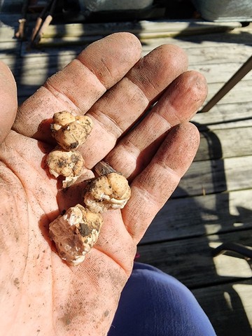 Truffles (Tuber sp.)