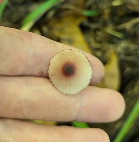 Bleeding Fairy Helmet (Mycena sp. 'haematopus-IN01')