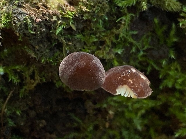 Wine Velvet Shield (Pluteus seticeps)