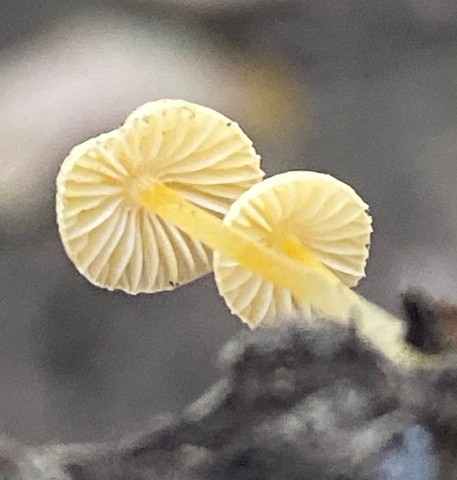 Walnut Mycena (Mycena crocea)