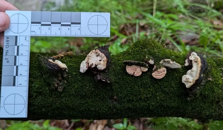 undefined (Perenniporia ohiensis)