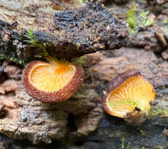 Saffron Oysterling (Crepidotus crocophyllus)