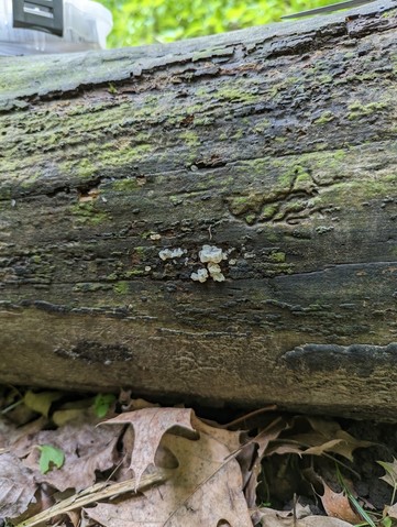 White Jelly Fungus (Ductifera pululahuana)