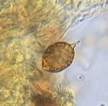 undefined (Hymenogaster spp.)