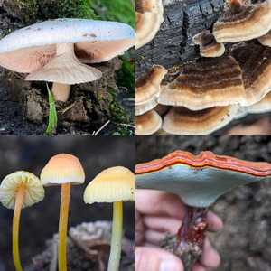 Mushrooms with a Cap