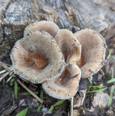 Hairy Oysterling (Panus lecomtei)