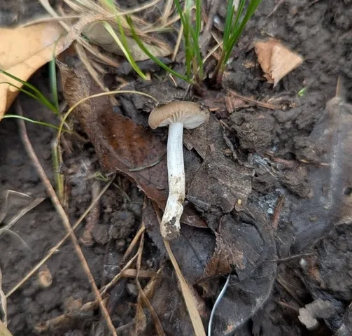 undefined (Entoloma sp. 'IN56')