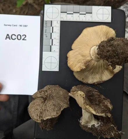 undefined (Tricholosporum sp. 1)