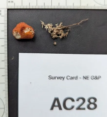 undefined (Pachyphlodes carnea)