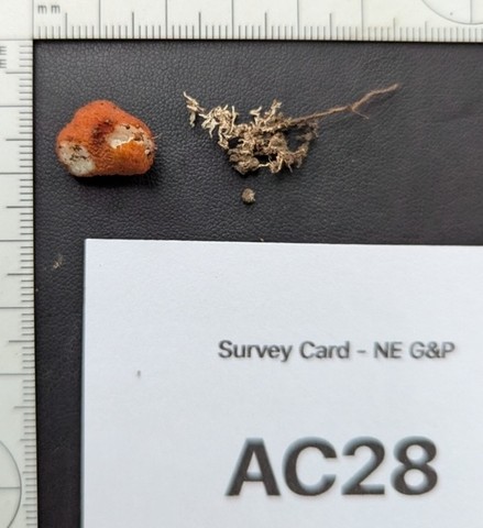 undefined (Pachyphlodes carnea)