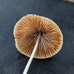 Milky Conecap (Conocybe apala) | Mushrooms of Nebraska