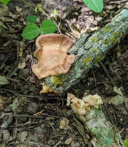 Lilac Oysterling (Panus conchatus)