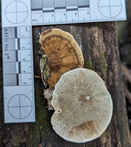 Thin-Walled Maze Polypore (Daedaleopsis confragosa)