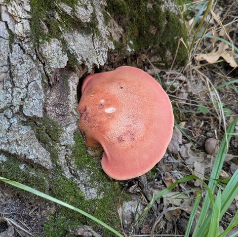 Beefsteak Fungus (Fistulina americana)