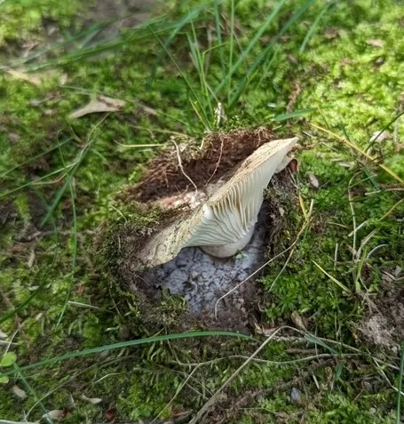 Brittlegills (Russula sp-NE02)