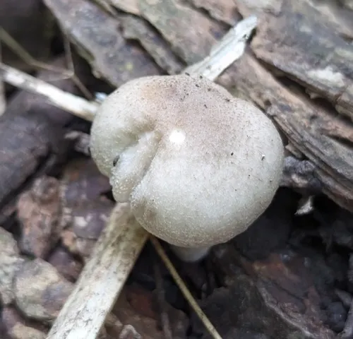 undefined (Psathyrella inflatocystis)