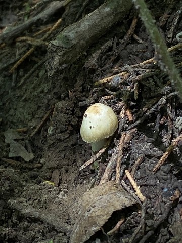 null (Inocybe sp-IN19)