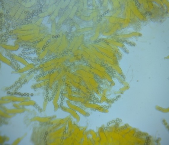 undefined (Pachyphlodes carnea)