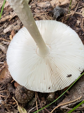 White Panther (Amanita multisquamosa-01)