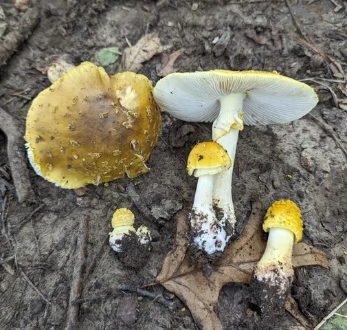 Yellow American Blusher (Amanita flavorubens)