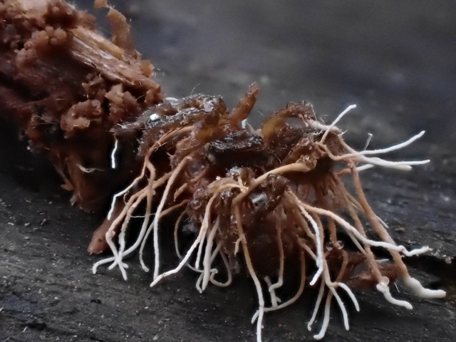 Spider Akanthomyces (Akanthomyces aranearum)