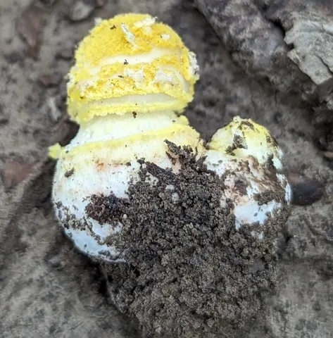 Yellow American Blusher (Amanita flavorubens)