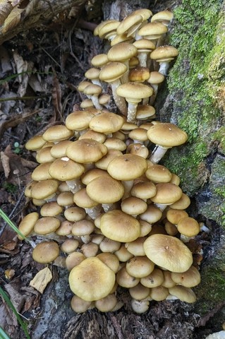 Yellow Honey Mushroom (Armillaria mellea)