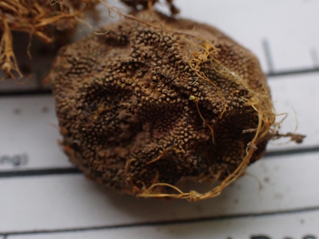 undefined (Elaphomyces sp.)