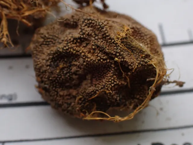 undefined (Elaphomyces spp.)