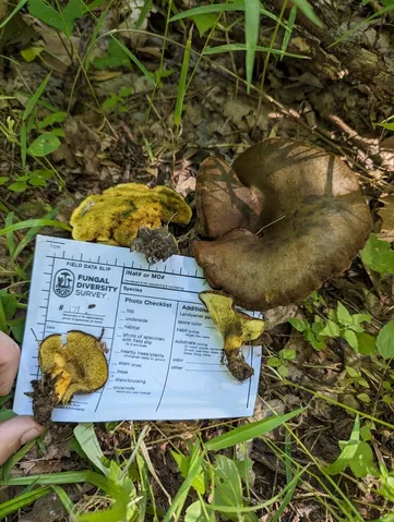 Ash-tree Bolete (Boletinellus merulioides)