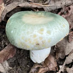 Green Cracking Russula