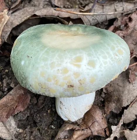 Russula sp-IN162