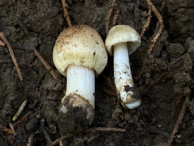 null (Inocybe sp-IN19)