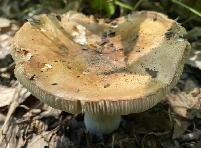 Russula sp-IN14