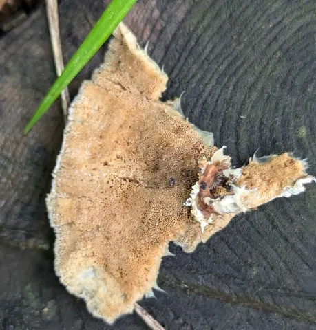 Turkey Tail (Trametes versicolor)